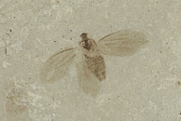 Fossil Fly (Diptera) - Green River Formation, Utah #215621